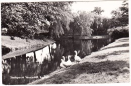 Lochem - Stadsgracht Westerwal (Watervogels)   - 1967 -  Gelderland / Nederland - Lochem