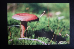 MUSHROOMS -  Mushroom - Champignon - Printed In Ukraine (crimean Edition), 2014 - Pilze
