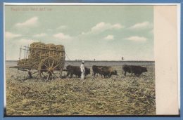 CUBA -- Sugar Cane Field And Car - Cuba