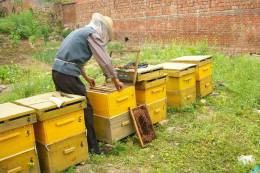 Honeybees Beekeeping Insect Bee , Postal Stationery -- Articles Postaux -- Postsache F     (A09-019) - Bienen