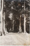 Bamako Mali, Allee De Fromagers, Village Road In Woods, C1930s/50s Vintage Real Photo Postcard - Malí