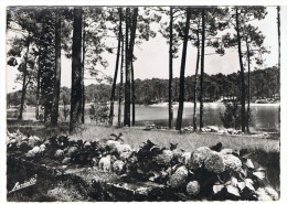 ANGLET - La Forêt Et Le Lac De Chiberta - Lavielle G 1048 - Non Circulée - Tbe - Anglet
