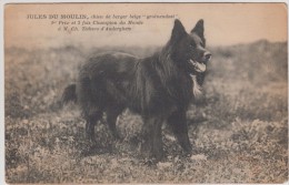 Belgique - Jules Du Moulin, Chien De Berger Belge "groënendael" 1er Prix Et Champion Du Monde à M Ch Tédesco D'Auderghem - Oudergem - Auderghem