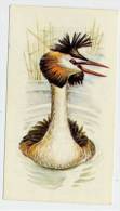 Grandee - British Birds Collection - 2 - Great Crested Grebe, Grèbe Huppé, Fuut - Player's