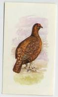 Grandee - British Birds Collection - 12 - Red Grouse, Lagopède D'Écosse, Schots Sneeuwhoen - Player's