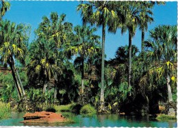 Palm Valley On The Finke River, Northern Territory  - Barker Souvenirs BS 37 Unused - Non Classés