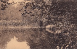 BOITSFORT / FORET DE SOIGNES - Watermaal-Bosvoorde - Watermael-Boitsfort