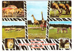 Germany - Stukenbrock In Westfalen - Zoo - Tierpark - Safari Park - Elefant - Zebra - Löwe - Giraffe - Steinheim