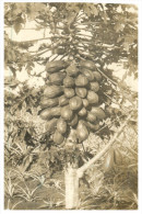 (PF 615) Australia - Posted From USA To Australia - Show Exotic Tree And Fruits ? (very Old) - Arbres