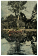 (PF 615) Australia - QLD - Adelaide Botanical Gardens (very Old) - Árboles