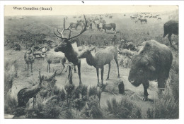 CPA - Amérique - Canada - WEST CANADIEN - Faune   // - Sonstige & Ohne Zuordnung