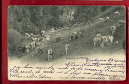 FXA-16 Troupeau De Vaches Au Pâturage, Jura Vaudois, Lieu à Déterminer.Précurs. Cachets Vaulion Et Rolle 1901 - Rolle