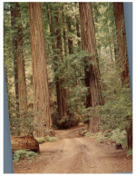 (975) USA - Redwood Tree Forest - Bäume