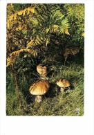 Belles Promenades Dans La Nature - Découverte Sous-bois - LES CEPES - Champignon - 1974 - - Pilze