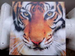CPM. TÊTE DE TIGRE Avec Brillant Format Carré 14cm Côté - Tigri
