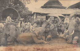 éléphants Au Repos - Laos