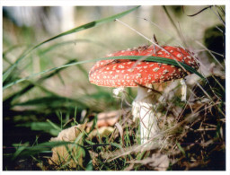 (864) Msuhroom - Champignon (with Stamps From Poland) - Mushrooms