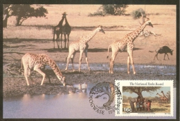 BOPHUTHATSWANA Carte Maximum - Girafes - Bofutatsuana