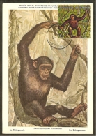 BURUNDI Carte Maximum - Chimpanz - Andere & Zonder Classificatie