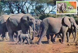 GABON Carte Maximum - Eléphants - Gabon