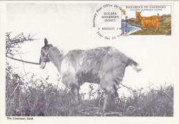 GB.GUERNESEY Carte Maximum - Les Chèvres Dorées - Guernesey