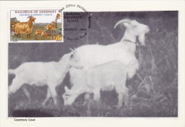 GB.GUERNESEY Carte Maximum - Les Chèvres Dorées - Guernsey