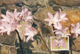 GB.JERSEY Carte Maximum - Amaryllis Belladonna - Jersey