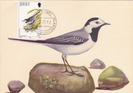 GB.JERSEY Carte Maximum - Motacilla Alba - Jersey