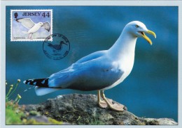 GB.JERSEY Carte Maximum - Larus Argentatus - Jersey