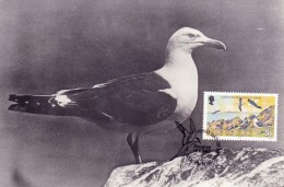 GB.MAN Carte Maximum - Larus Fuscus - Man (Eiland)