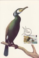 GB.MAN Carte Maximum - Phalacrocorax Carbo - Man (Eiland)