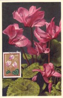 GRECE Carte Maximum - Cyclamen - Tarjetas – Máximo