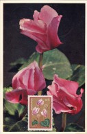 GRECE Carte Maximum - Cyclamen - Maximum Cards & Covers