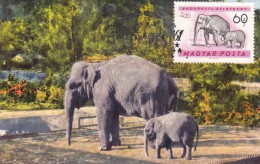 HONGRIE Carte Maximum - Eléphants - Maximum Cards & Covers