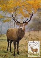 IRLANDE Carte Maximum - Cerf - Cartes-maximum