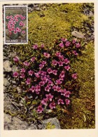 ISLANDE Carte Maximum - Saxifrage - Cartes-maximum