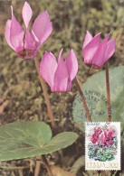 ITALIE Carte Maximum - Cyclamen - Maximumkarten (MC)