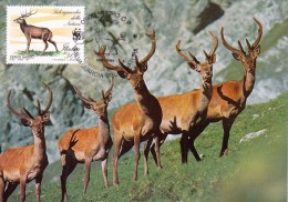 ITALIE Carte Maximum - Cerf - Cartes-Maximum (CM)