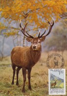 LIECHTENSTEIN Carte Maximum - Cerf - Maximum Cards