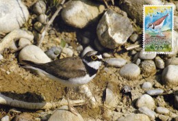 LIECHTENSTEIN Carte Maximum - Charadrius Dubius - Cartoline Maximum