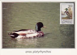 LIECHTENSTEIN Carte Maximum - Canard Colvert - Cartoline Maximum