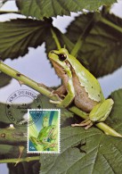 LUXEMBOURG Carte Maximum - Hyla Arborea - Cartes Maximum