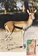 MAURITANIE Carte Maximum - Gazelle Dorcas - Mauritania (1960-...)