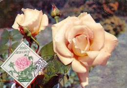 MONACO Carte Maximum - Rose "Grace De Monaco" - Cartas Máxima