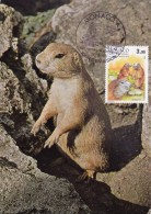 MONACO Carte Maximum - Marmota Marmota - Cartes-Maximum (CM)