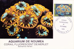 NOUVELLE-CALEDONIE Carte Maximum - Bantamia Merleti - Cartoline Maximum