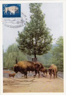 PAYS BAS Carte Maximum - Bisons D'Europe - Cartoline Maximum