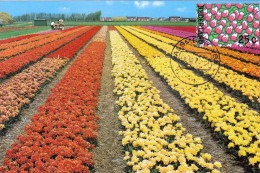 PAYS BAS Carte Maximum - Tulipes En Fleurs - Cartoline Maximum