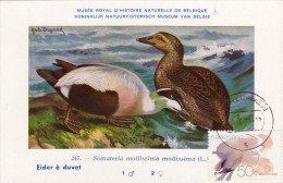 PAYS BAS Carte Maximum - Sterne Caugek Et Eider - Cartoline Maximum