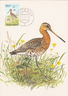 PAYS BAS Carte Maximum - Limosa Limosa - Maximumkaarten